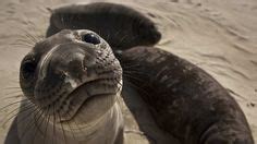 Channel Islands ~ native wildlife - the #channelislands - the perfect ...