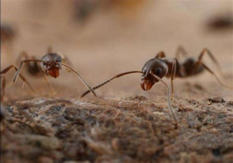 New method to stop Argentine ants