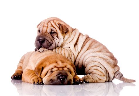 Chinese Shar-Pei Puppies For Sale - AKC PuppyFinder