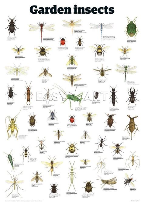 an insect poster with different types of bugs