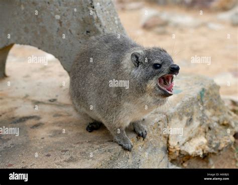 Hyrax teeth hi-res stock photography and images - Alamy