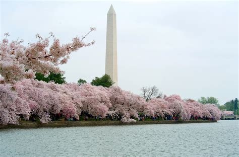 Washington, D.C.’s Cherry Blossom Season Starts in Two Weeks - Condé ...