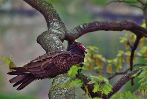 Turkey Vulture: Field Guide, Pictures, Habitat & Info - Optics Mag