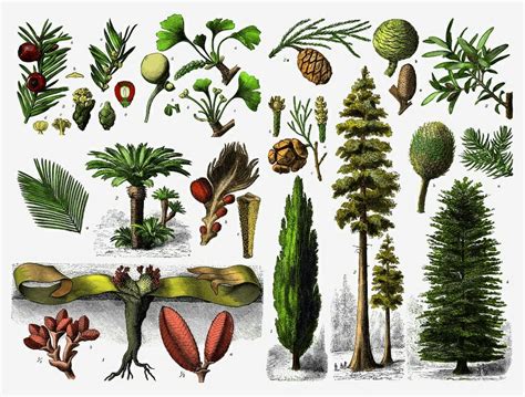 Gymnosperm - Definition, Examples and Life Cycle | Biology Dictionary