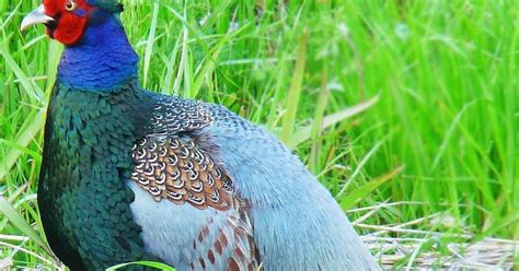 Bird's Lifestyle: Japanese National Bird - Green Pheasant