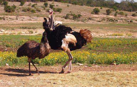 Emu vs Ostrich | This Ostrich was very angry at the emu. Tum… | Flickr