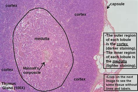 Thymus – Tutorial – Histology Atlas for Anatomy and Physiology