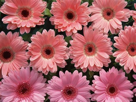 Pink Flowers Wallpapers:wallpapers screensavers