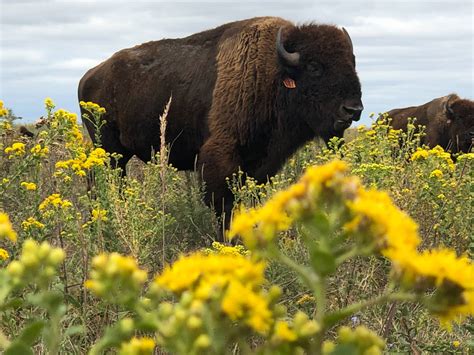 KRVN 880 – KRVN 93.1 – KAMI - Reintroducing bison to grasslands ...