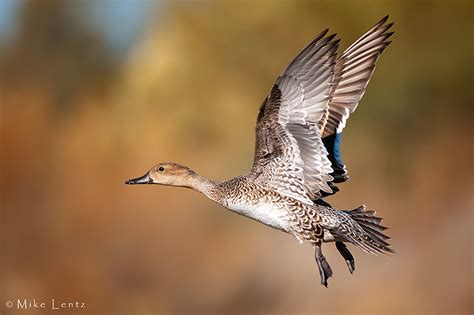 Pintail (Hen) photo - Mike Lentz Nature Photography photos at pbase.com