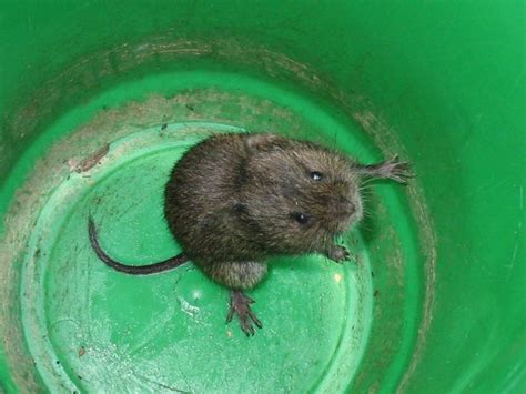 Meadow Vole | Microtus pennsylvanicus | Mammal