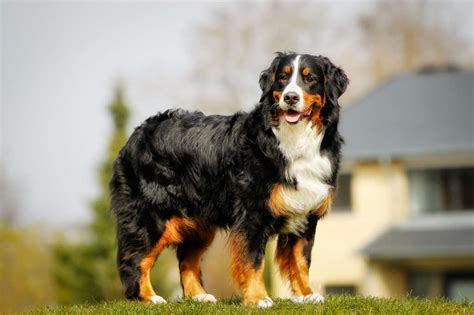 Bernese Mountain Dog Breed Information Guide | BARK Post