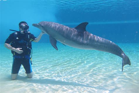 Learn to Scuba Dive with Dolphins! Learn To Scuba Dive, Scuba Diving ...