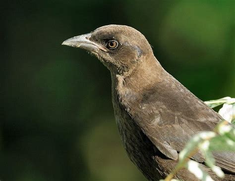 Common Grackle The breeding habitat is open and semi-open areas across ...