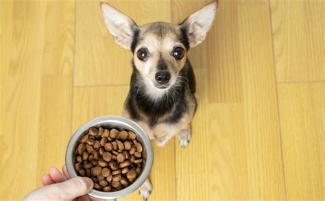 Best Dog Food For Chihuahuas: Puppy, Senior, Wet & More