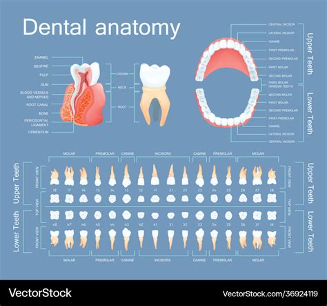 Human dental anatomy tooth anatomy numbering Vector Image