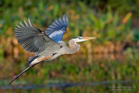 Great Blue Heron in Flight 3152 | Heron art, Heron photography, Blue heron