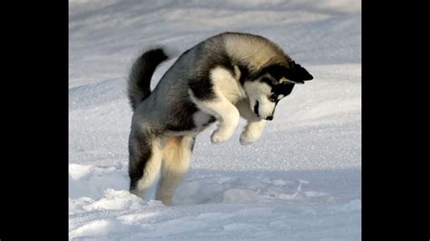 ADORABLE PUPPY PLAYING IN THE SNOW! - YouTube