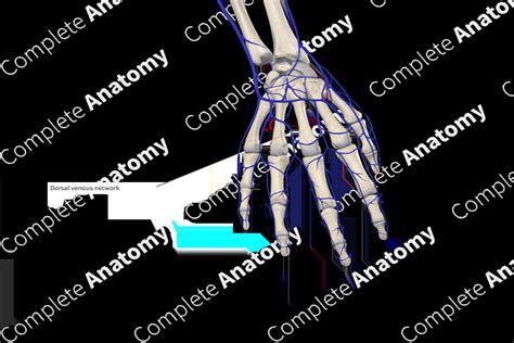 Dorsal Metacarpal Veins | Complete Anatomy