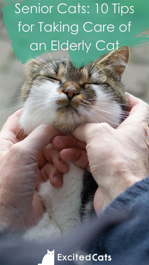 Senior Cats: Care Tips for Your Aging Feline