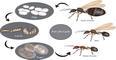 Ant Life Cycle - Learn About Nature