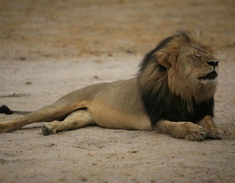 Cecil the lion at Hwange National Park in Zimbabwe | Cecil the lion ...