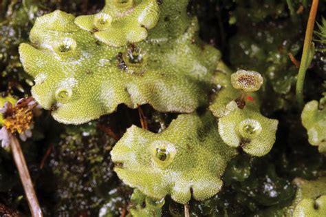 Tundra Liverworts