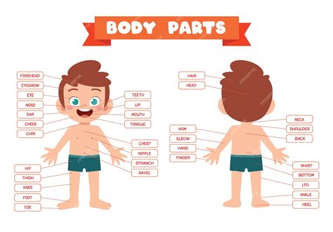 Premium Vector | Happy cute kid boy body part anatomy