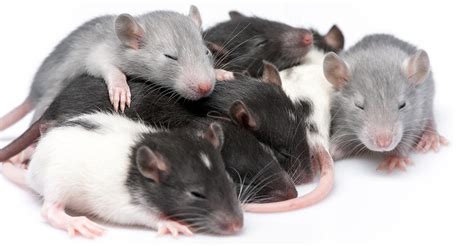 Baby mouse care guide information | hostalelportalico