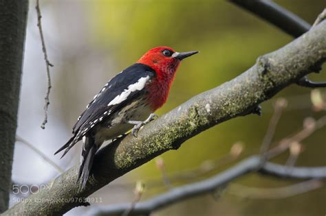 Red-breasted Sapsucker by Gregory Lis / 500px