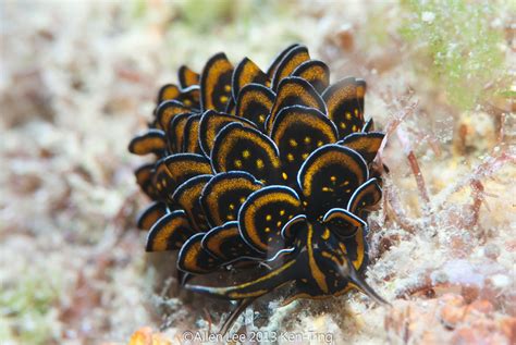 15+ Sea Slugs That Prove Aliens Already Live On Planet Earth | Bored Panda