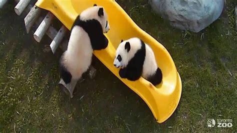 Toronto Zoo Giant Panda Cubs Play On Slide - YouTube