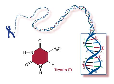 Thymine