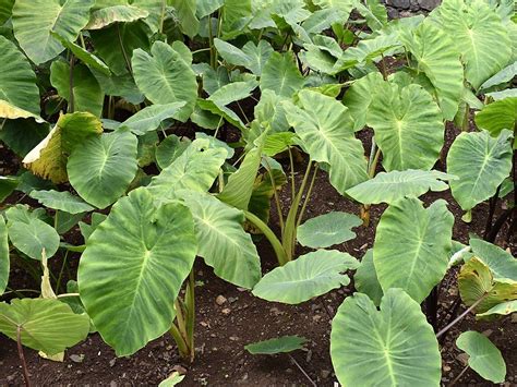 How to plant Taro (Colocasia esculenta) - Dear Plants