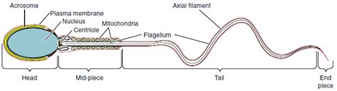 Structure of a spermatozoon... | Download Scientific Diagram