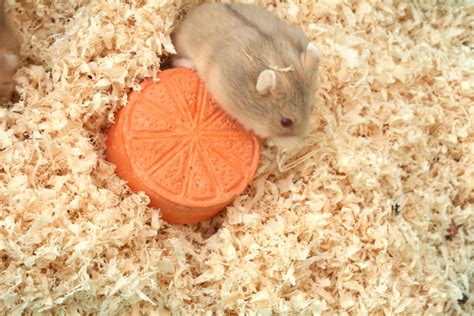 How to Make Hamster Food, Water and Bedding Choices: 10 Steps