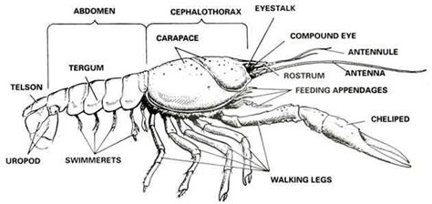 Aqua Fanatic: Crayfish Anatomy