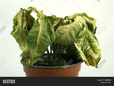 Dying Plant Image & Photo (Free Trial) | Bigstock