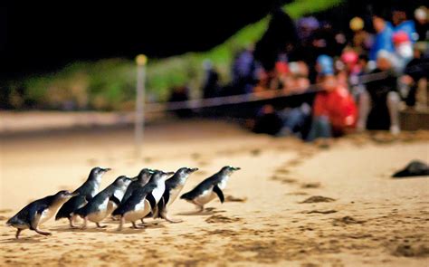 Book Phillip Island Penguin Parade Tickets [Updated 2021]