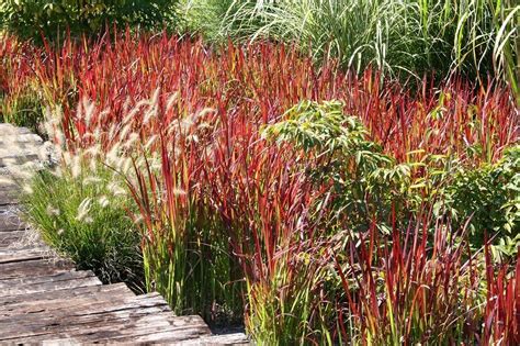 Ornamental Grasses | Ornamental grasses, Dry garden, Grasses landscaping