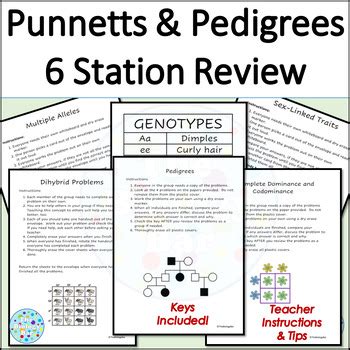 Genetics Punnett Squares and Pedigrees Station Review by The Biology Bar