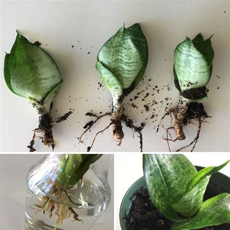 How To Propagate Snake Plant In Water