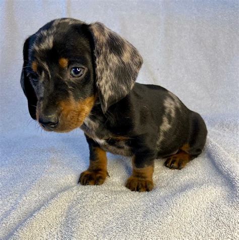 *SOLD* Standard Sliver Dapple Dachshund Puppies | in Belbroughton, West ...