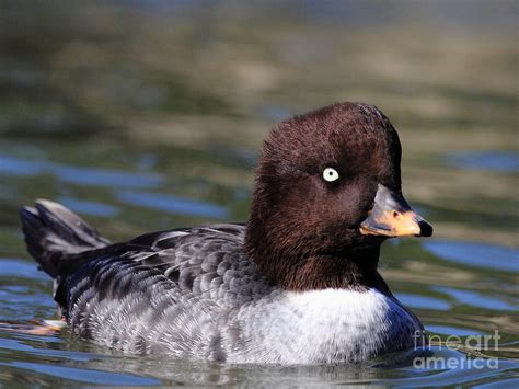 Female Goldeneye Duck . 40d9980 Photograph by Wingsdomain Art and ...