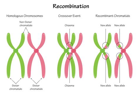 Chiasma Chromosome Recombination 7165650 Vector Art at Vecteezy