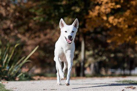 5 Canaan Dog Breeders Need Your Help To Make The Breed Famous