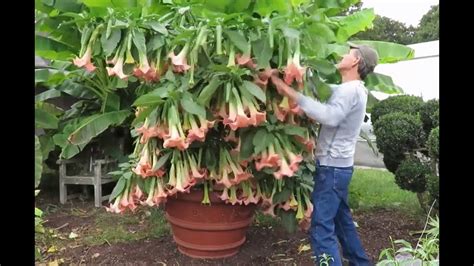 BEST PRICE GUARANTEE Best Price ROOTED Cutting Brugmansia SAMADHI Angel ...