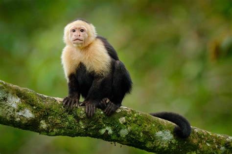 19 Fascinating Capuchin Monkey Facts - Facts.net