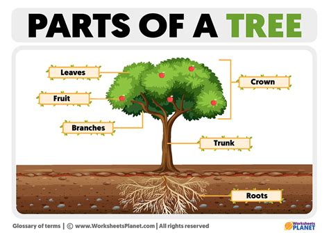 Parts of a Tree