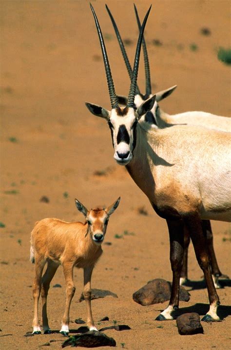 Zoo News Digest: Al Ain Zoo showcases the endangered Arabian Oryx ...